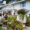 Mayfair - Darjeeling